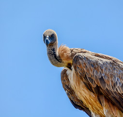 White-backed Vulture