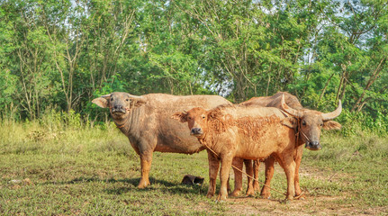 Asian Buffaloes in a field of green grass.