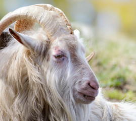 Fototapeta premium Funny old goat.