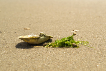 Opened seashell on the sand of the coast. Macro shot.