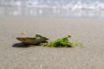 Opened seashell on the sand of the coast. Macro shot.