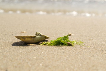 Opened seashell on the sand of the coast. Macro shot.