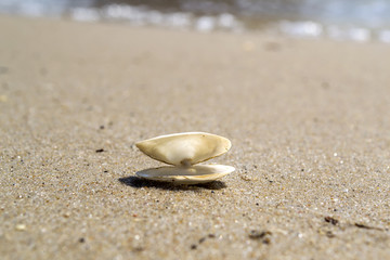 Opened seashell on the sand of the coast. Macro shot.