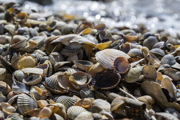 Mollusk shells. Seashells background. Texture of seashells, close up.