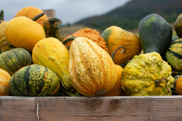 Yellow pumpkins on a stand