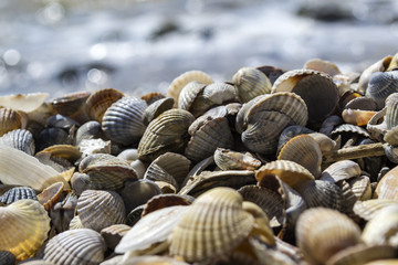 Mollusk shells. Seashells background. Texture of seashells, close up.