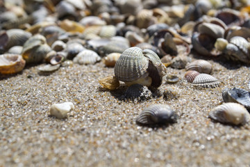 Fototapeta na wymiar The seashells on the sand of the coast. Close up.