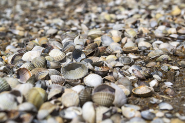 Fototapeta na wymiar Mollusk shells. Seashells background. Texture of seashells, close up.