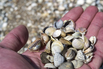 Fototapeta premium Seashells in the hand.