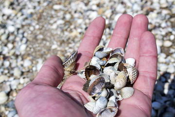 Seashells in the hand.