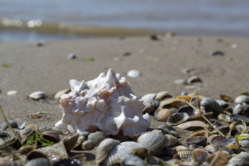 Fototapeta premium Beautiful seashell on the sand of the beach. Mollusk shell.