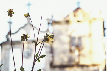 flowers sunset light