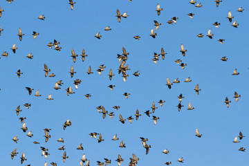 birds fly beautifully along the blue sky