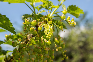 Branch of gooseberry. Green berries on gooseberry branch.