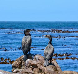 White-breasted Cormorants
