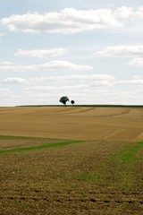 Naklejka premium Arbres solitaires dans la campagne française (Yonne Bourgogne France)