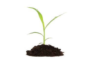 The green plant is growing in black soil