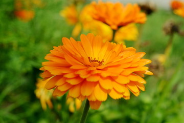 Bright flower of calendula close-up on blurred floral background