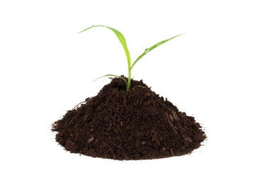 The green plant is growing in black soil