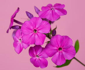 Fototapeta na wymiar Flowers magentine phlox isolated on a pink background.