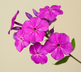 Pink phlox flowers isolated on a beige background.