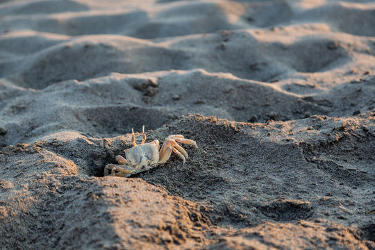 Crabs. Sand. Sea coast