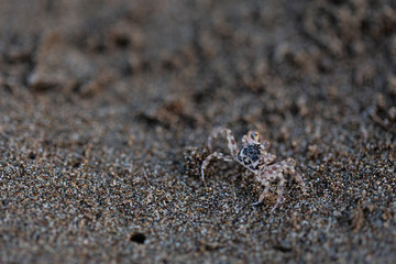 Crabs. Sand. Sea coast