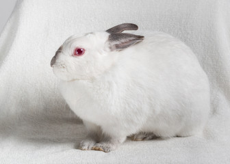 Californian domestic rabbit small breed, white rabbit with dark ends. Full length, sitting and looking at the camera side view with plain light color background.
