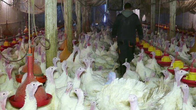 Farmer takes care of turkeys on farm