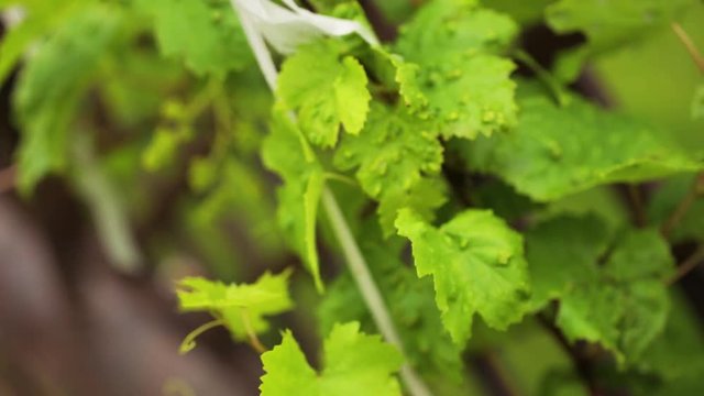 Moist Yellowed Leaves Of The Grapes Are Tied And Swayed In The Wind. Concept Of Autumn And Winemaking