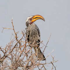 Yellow-billed Hornbill