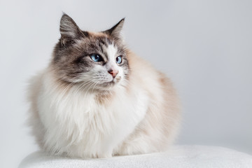 Long hair domestic cat - Ragdoll. Light color coat with dark ends and blue eyes. Sitting down with...