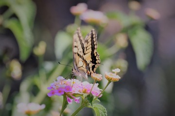 swallowtail butterfly in Cyprus