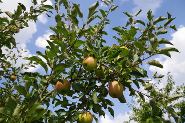 ripe red apples on a tree