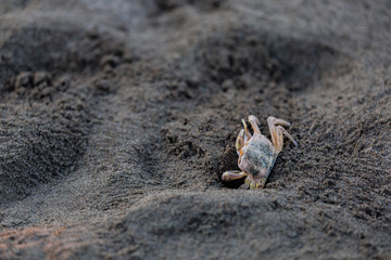 Crabs. Sand. Sea coast