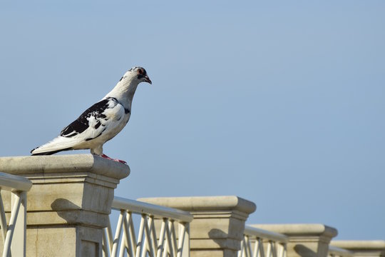 Taube sitzt auf einer Balkonbrüstung
