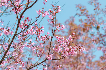 Wild Himalayan Cherry Blossoms in spring season (Prunus cerasoides), Sakura in Thailand, selective focus, Phu Lom Lo, Loei, Thailand.