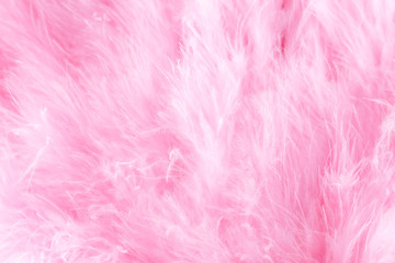 Fototapeta premium Macro shot of pink bird fluffy feathers in soft and blur style