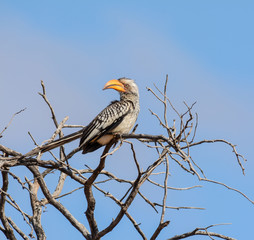 Yellow-billed Hornbill