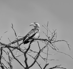 Yellow-billed Hornbill