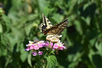 swallowtail butterfly in Cyprus