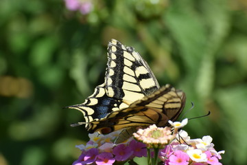 swallowtail butterfly in Cyprus