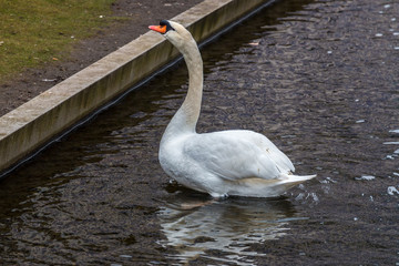 Swan in lake