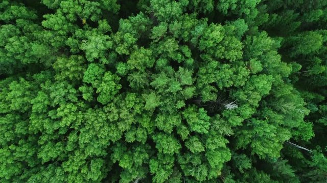 A view from above of wildlife. Panoramic view of the forest thicket in the summer. 