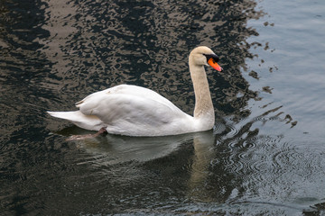 Swan in lake