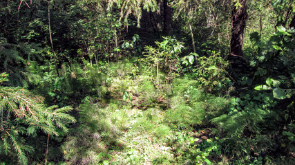 Summer forest