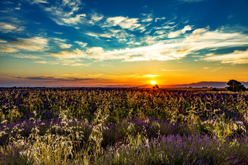 Sunrise over blooming lavender fields