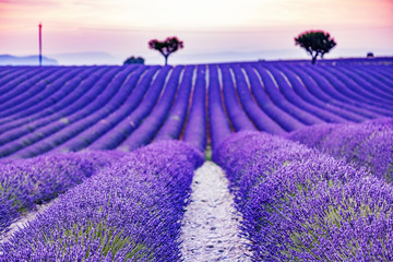 Flowering lavender