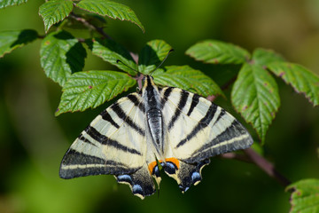 Machaon