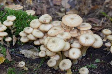 Armillaria mellea,Armillaria wild edible mushrooms growing in the forest